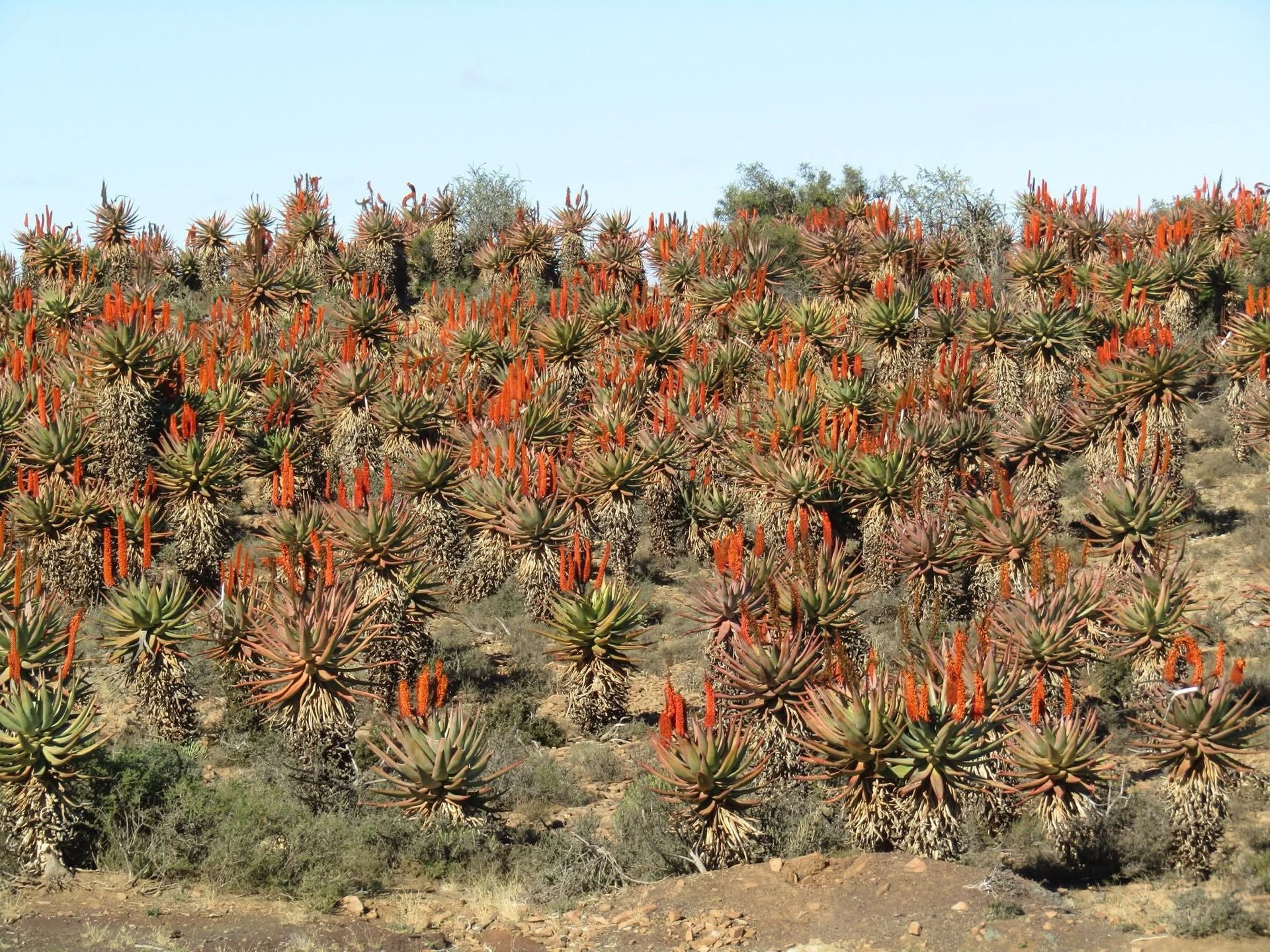 A hillside covered in bitter aloes with orange-red flowers