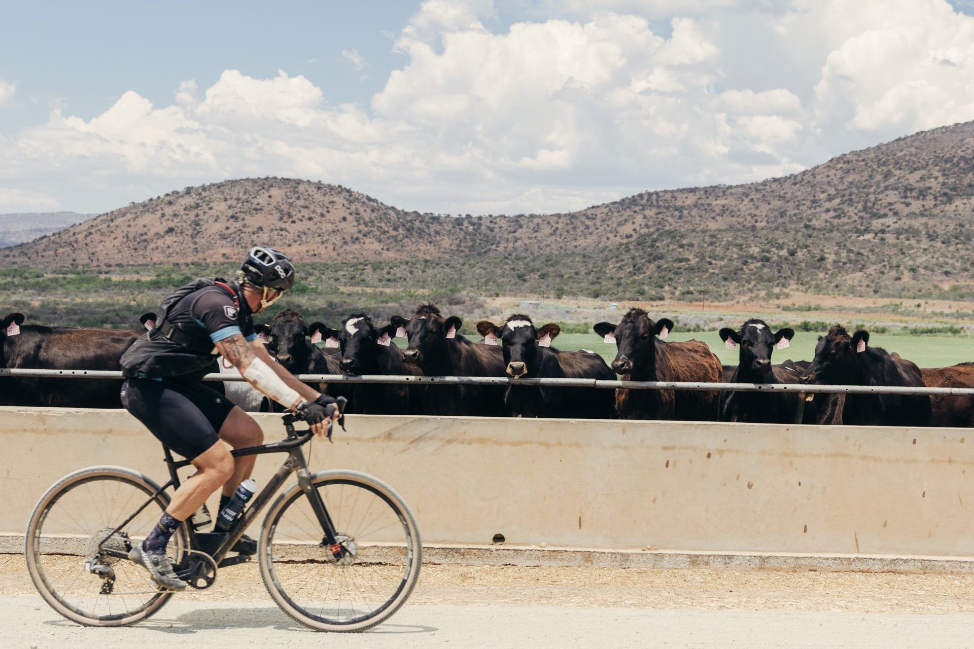 A rider passing a row of cattle at a feeding trough