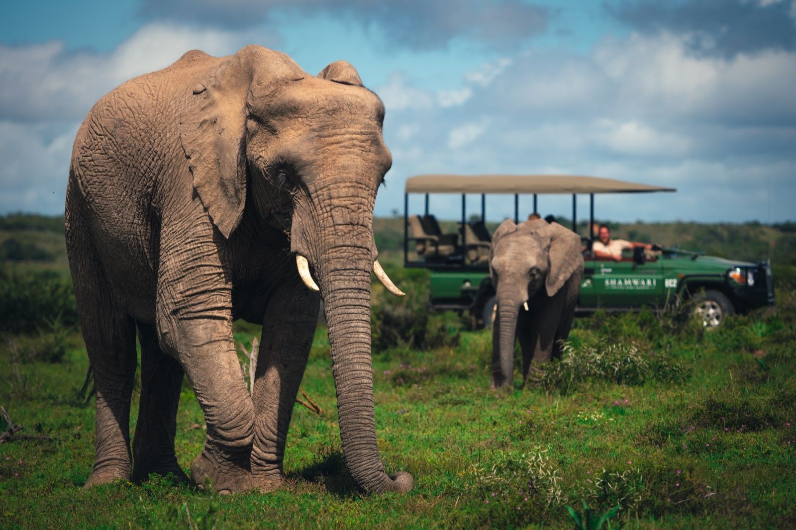 An elephant bull at Shamwari, with a game-drive vehicle behind
