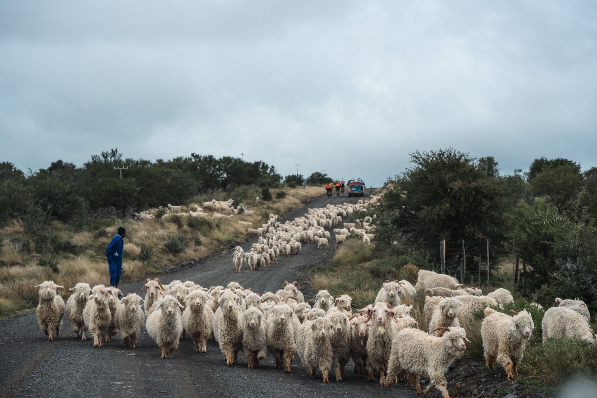 A herder walking a flock of Angora goats along a gravel road