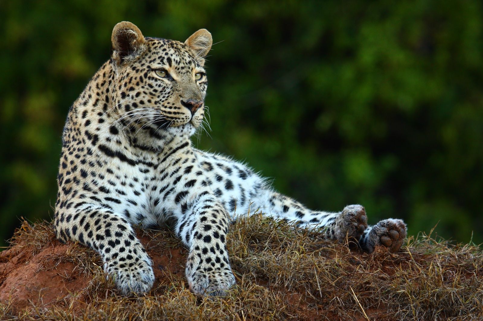 A leopard resting on a termite mound at Shamwari