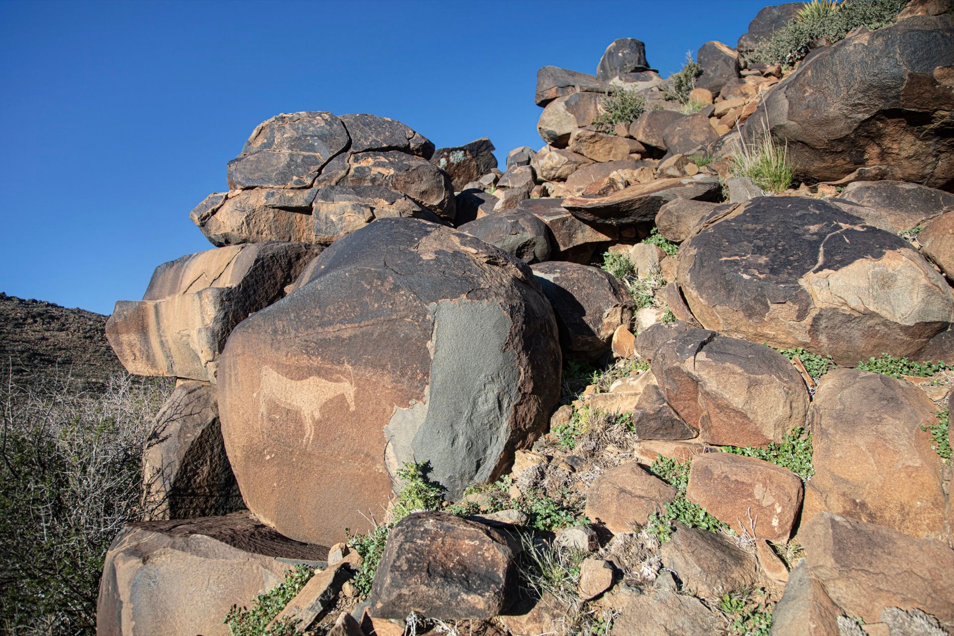 San rock engravings of eland on a boulder in the Great Karoo