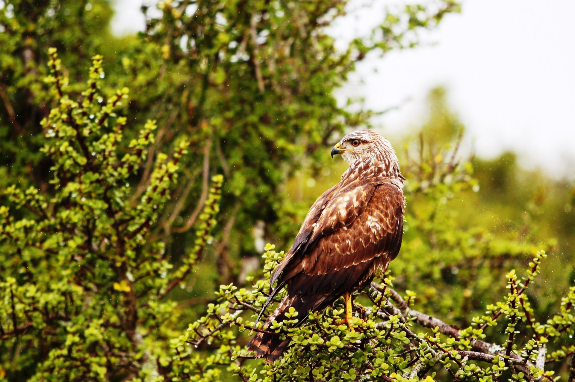 A bird of prey perched in a spekboom bush
