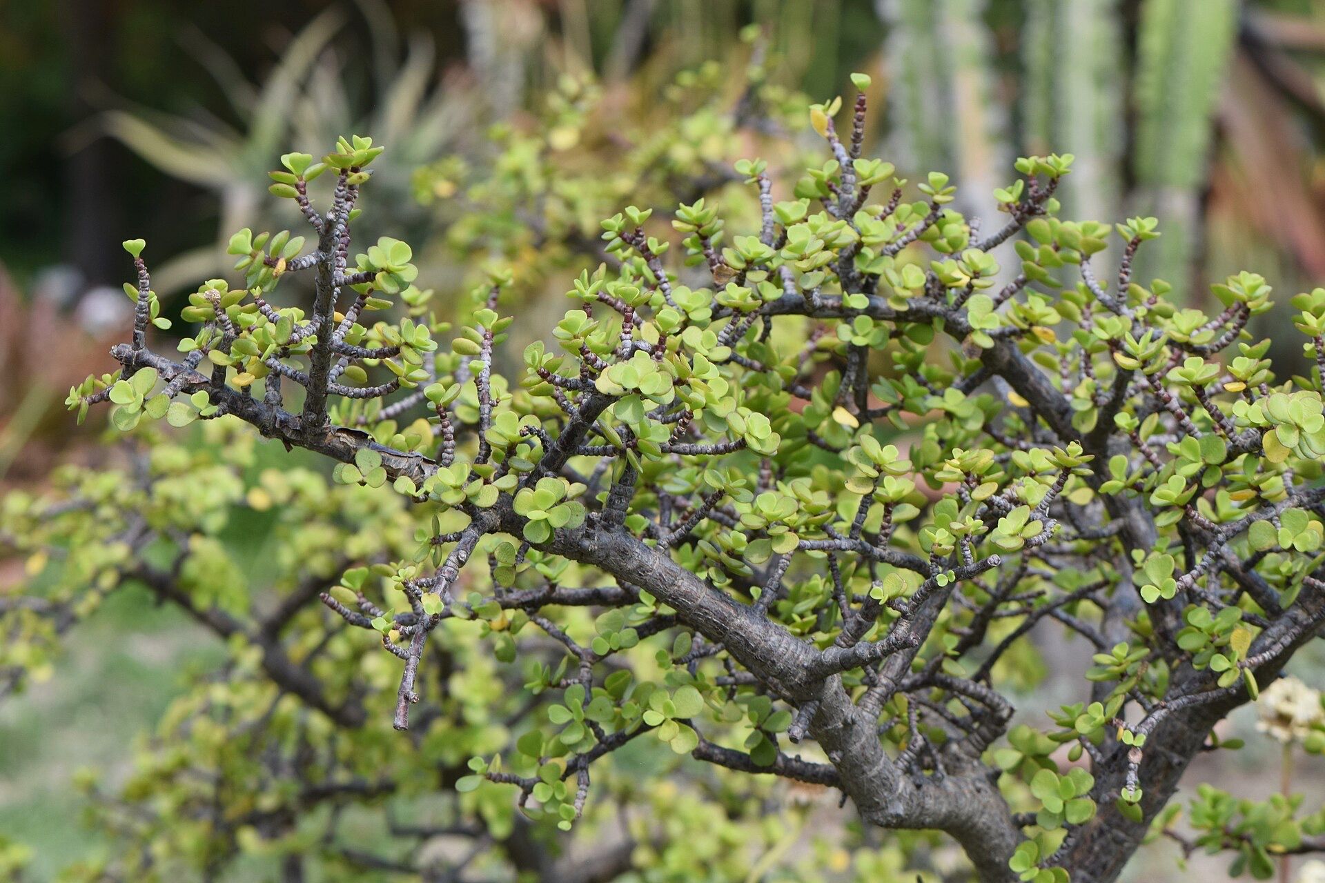 A spekboom shrub with small round succulent leaves
