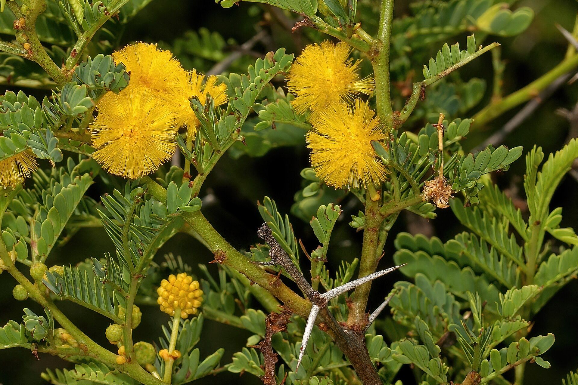 Yellow pompom flowers and white thorns of a sweet thorn