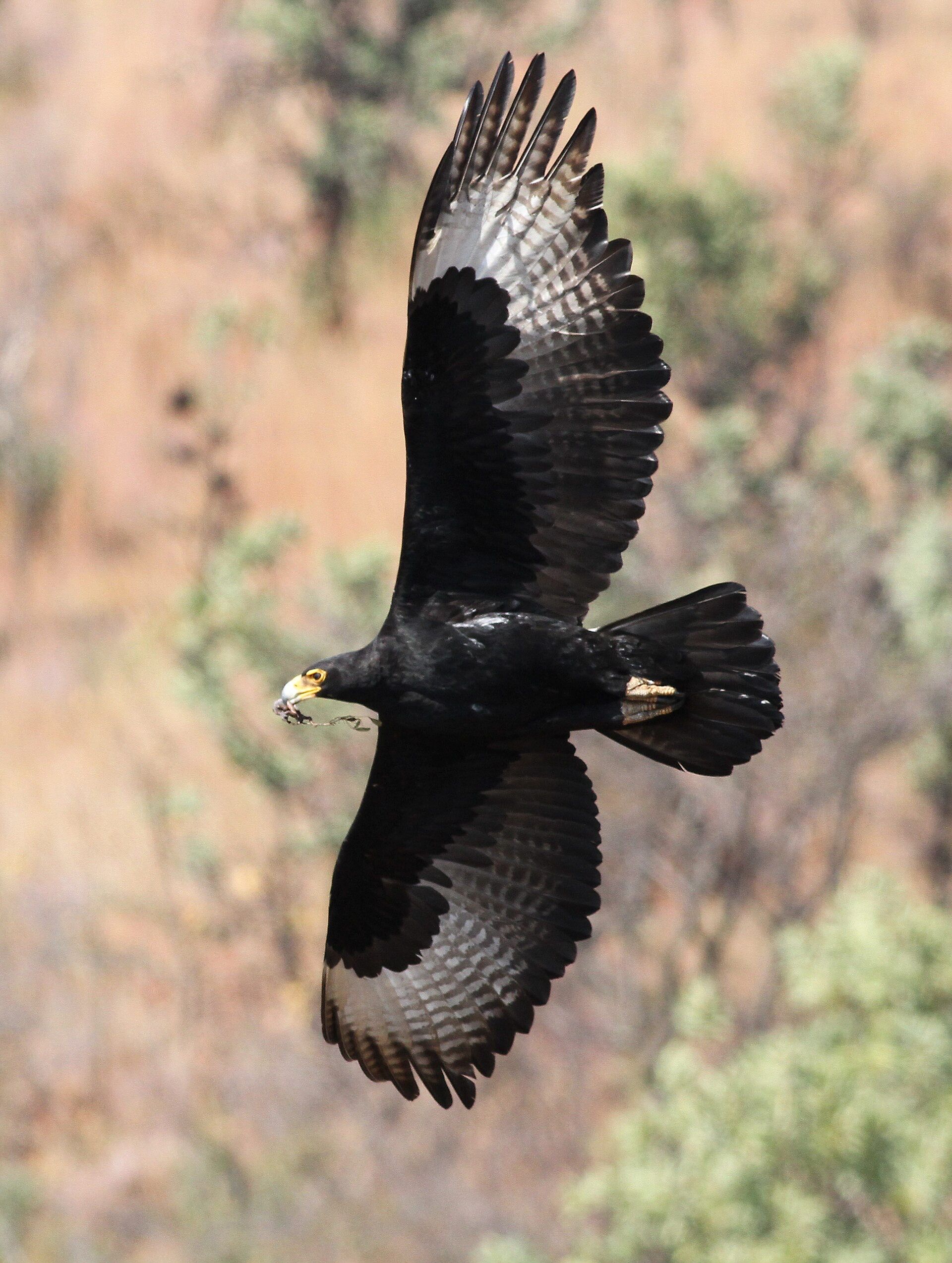 A black Verreaux’s eagle in flight against a hillside