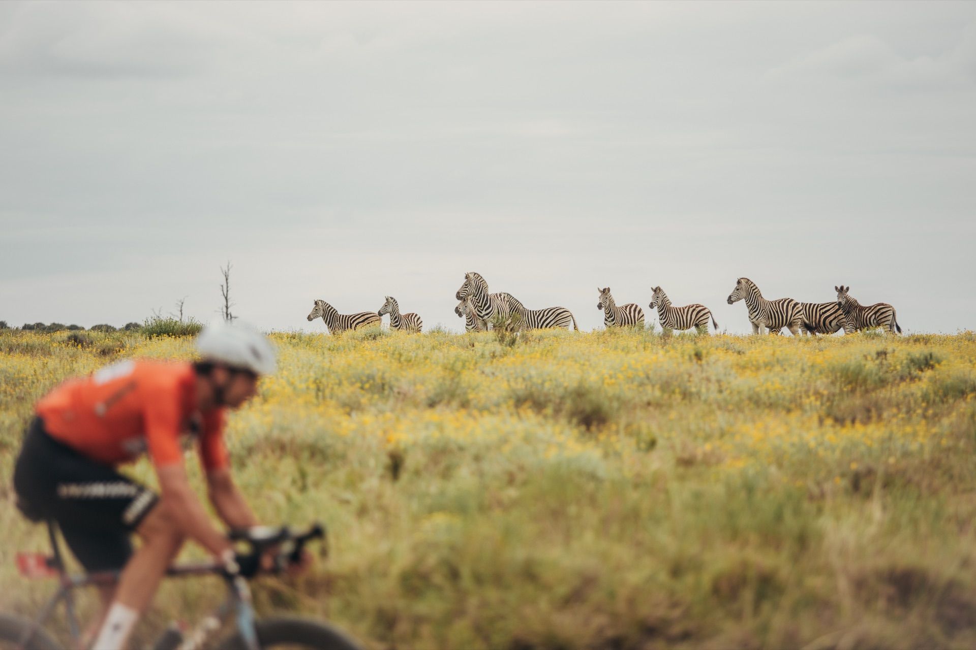 A rider passes a herd of zebras on the grassland of Shamwari
